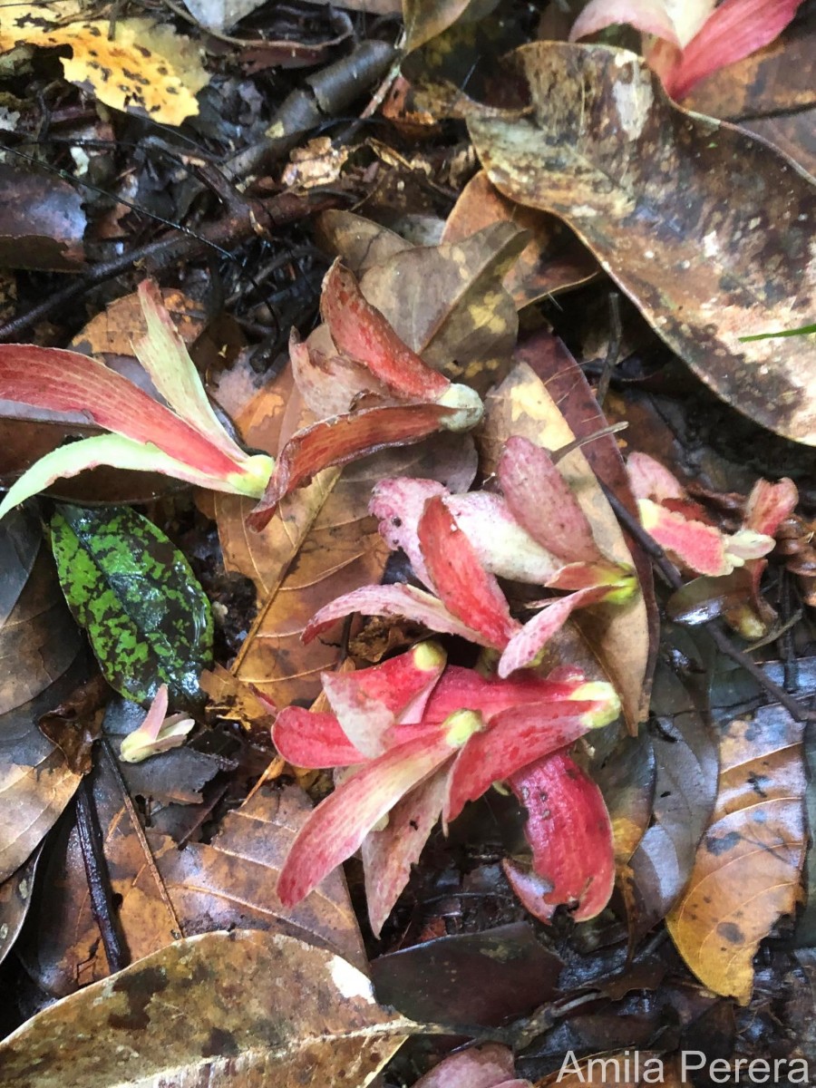 Shorea oblongifolia Thwaites